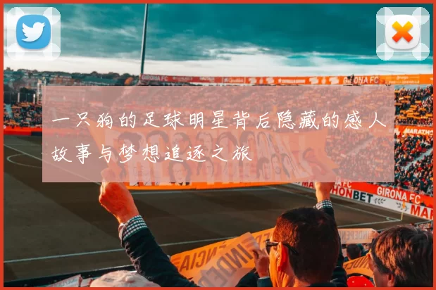 一只狗的足球明星背后隐藏的感人故事与梦想追逐之旅